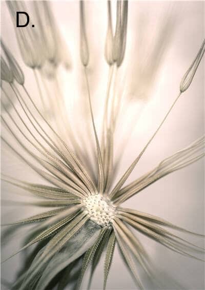 Idyllic Nature Prints - Tabby Lighting
