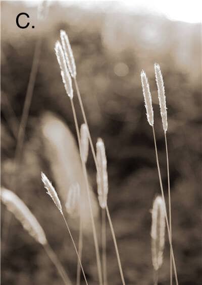 Idyllic Nature Prints - Tabby Lighting