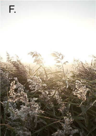 Idyllic Nature Prints - Tabby Lighting