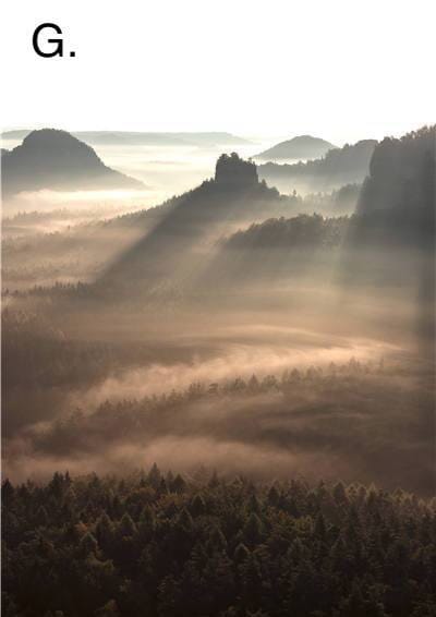 Idyllic Nature Prints - Tabby Lighting