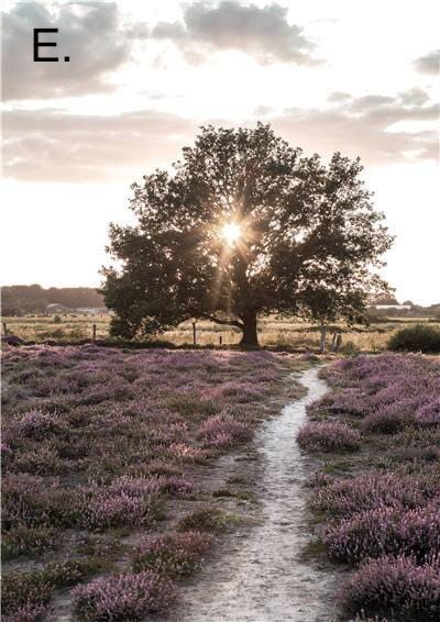 Idyllic Nature Prints - Tabby Lighting