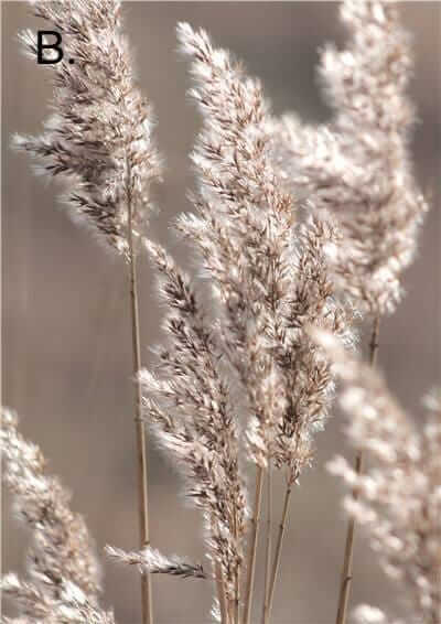 Idyllic Nature Prints - Tabby Lighting