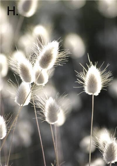 Idyllic Nature Prints - Tabby Lighting